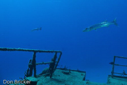 These two barracuda kept circling us as we explored the  ... by Don Bricker 